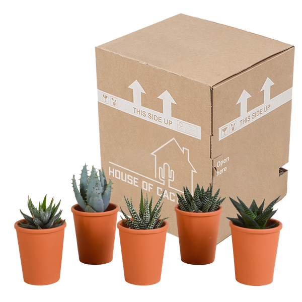 Sukkulenten Mix Gasteria & Haworthia – 3 Pflanzen – Ø8,5cm Zimmerpflanzen im Terrakotta – Topf – Verschiedene Mini – Sukkulen