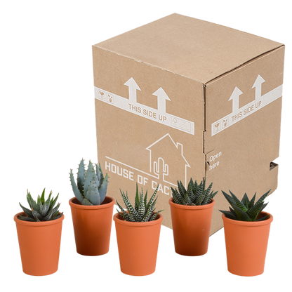 Sukkulenten Mix Gasteria & Haworthia – 3 Pflanzen – Ø8,5cm Zimmerpflanzen im Terrakotta – Topf – Verschiedene Mini – Sukkulen