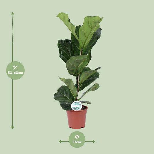 Ficus lyrata – Geigen-Feige – Zimmerpflanze – Luftreinigend – Dekorativ – Topf Ø17 cm – Höhe ca. 60 cm – Pflegeleicht – Wohnzimmerpflanze 