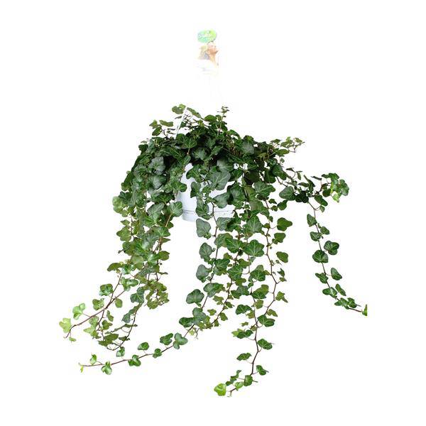 Efeu – Hedera Helix Wonder Green – Zimmerpflanze – Ø24 cm – 70 cm Höhe – Luftreinigend & Pflegeleicht – Kletterpflanze für Wohnräume 