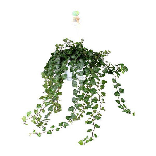 Efeu – Hedera Helix Wonder Green – Zimmerpflanze – Ø24 cm – 70 cm Höhe – Luftreinigend & Pflegeleicht – Kletterpflanze für Wohnräume 