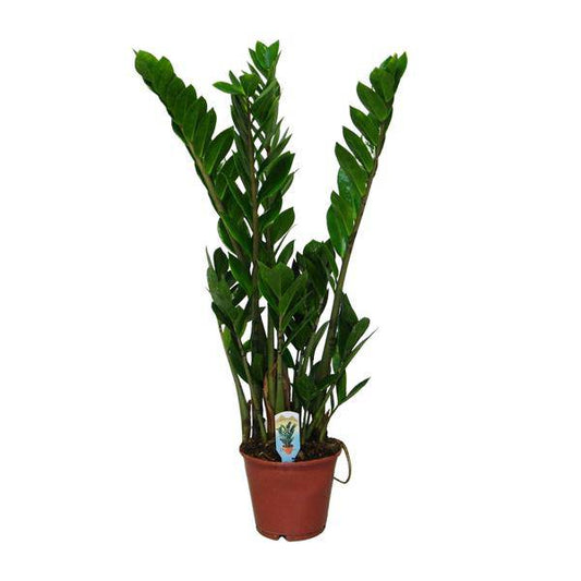 Glücksfeder – Zamioculcas zamiifolia – Zimmerpflanze – Ø14 cm – ca. 50 cm hoch – Pflegeleicht & robust – glänzendes dunkelgrünes Laub – Ideal für Halbschatten & Schatten 