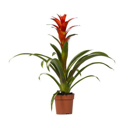 Bromelie - Guzmania Ostara - Zimmerpflanze - Ø12cm - ↕45cm 