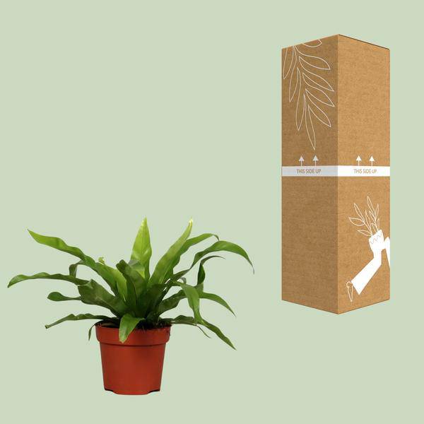 Nestfarn - Asplenium Antiquum - Zimmerpflanze - Ø12cm - ↕25cm 