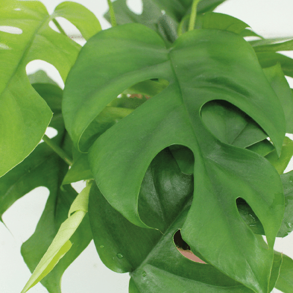 Fensterblatt - Monstera Minima - Zimmerpflanze - Ø15cm - ↕30cm - 2 Stück 