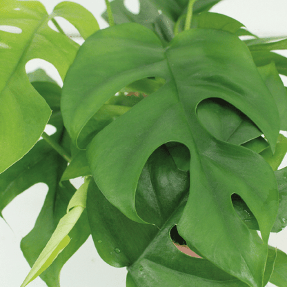 Fensterblatt - Monstera Minima - Zimmerpflanze - Ø15cm - ↕30cm - 2 Stück 