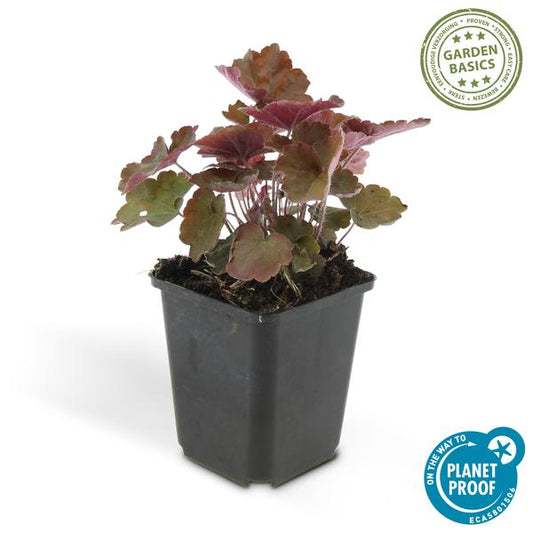 Heuchera 'Palace Purple' – Rotblättriges Silberglöckchen – Staude für Schatten & Beete – ↕10-25cm – Ø9cm – 6 Pflanzen – Pflegeleicht & bienenfreundlich – Für Garten & Pflanzgefäße 