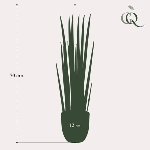Kunstpflanze - Sansevieria Cylindrica - Frauenzunge - 70 cm 