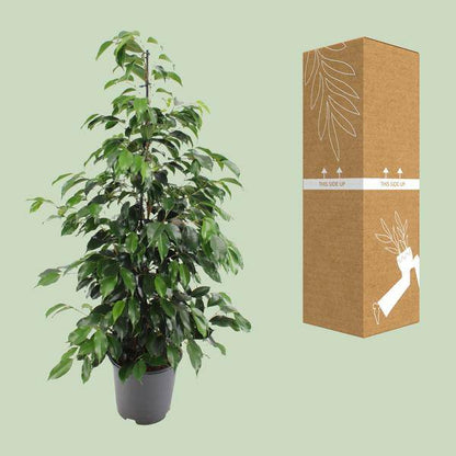 Birkenfeige - Ficus benjamina Danielle - Zimmerpflanze - Ø21cm - ↕95cm 