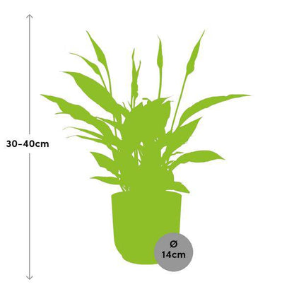 Einblatt - Spathiphyllum Torelli - Zimmerpflanze - 12cm + Topf Vibes Fold 14cm Rosa 