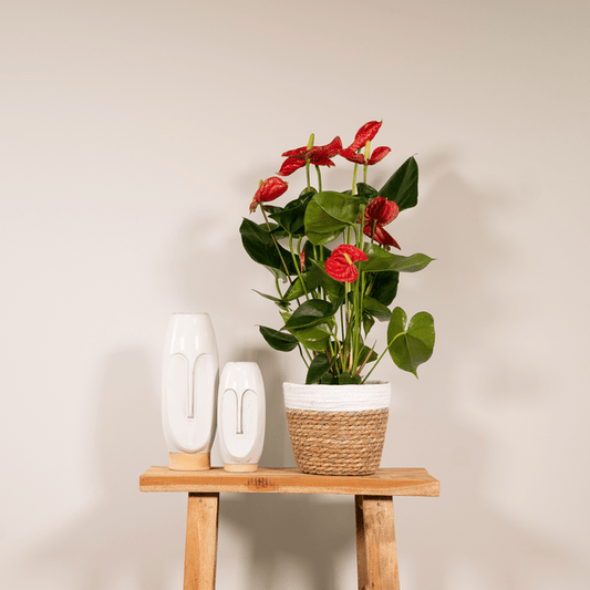 Flamingoblume - Anthurium Rot - Zimmerpflanze - Ø17cm - ↕55cm – Elegante rote Blüten – Pflegeleichte Zimmerpflanze 