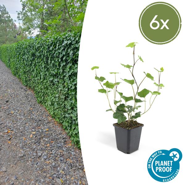 Großblättriger Irischer Efeu Hedera hibernica – Kletterpflanze & Bodendecker – Ø9cm – ↕10-25cm – 6 Pflanzen – pflegeleicht & robust 