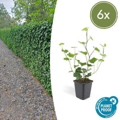 Großblättriger Irischer Efeu Hedera hibernica – Kletterpflanze & Bodendecker – Ø9cm – ↕10-25cm – 6 Pflanzen – pflegeleicht & robust 