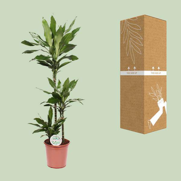 Drachenbaum - Dracaena Janet Lind - Zimmerpflanze - Ø24cm - ↕130cm 