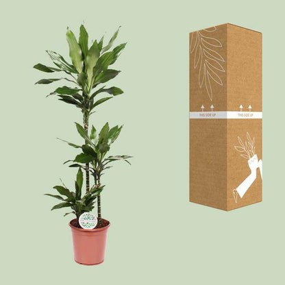 Drachenbaum - Dracaena Janet Lind - Zimmerpflanze - Ø24cm - ↕130cm 