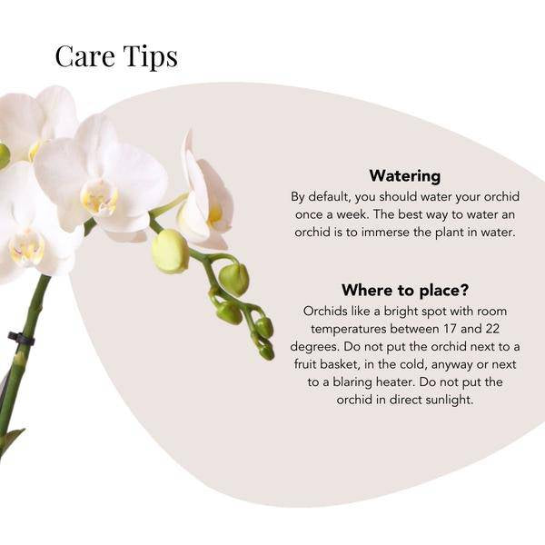 Phalaenopsis Orchidee Amabilis Weiß – inkl. Elite Keramiktopf Silber – Zimmerpflanze ca. 35cm – Edle Orchidee mit 2–3 Blütenstielen – Dekopflanze für Wohnzimmer, Esszimmer & Büro 