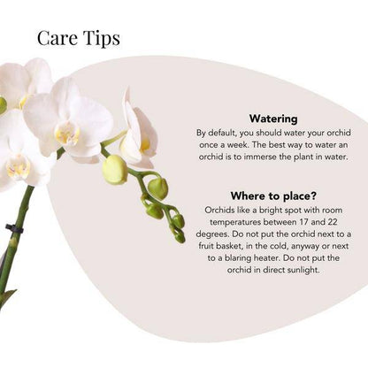 Phalaenopsis Orchidee Amabilis Weiß – inkl. Elite Keramiktopf Silber – Zimmerpflanze ca. 35cm – Edle Orchidee mit 2–3 Blütenstielen – Dekopflanze für Wohnzimmer, Esszimmer & Büro 