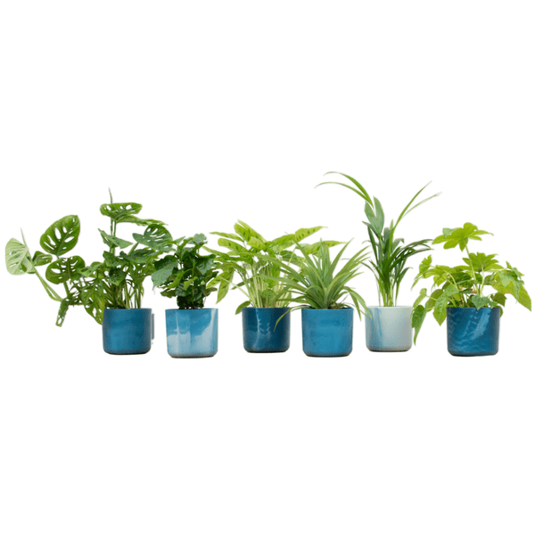 Überraschungskiste – 6 verschiedene Zimmerpflanzen + Keramiktopf Ocean Blue Ø14 cm – grüne Vielfalt für Zuhause & Büro – pflegeleicht & dekorativ 