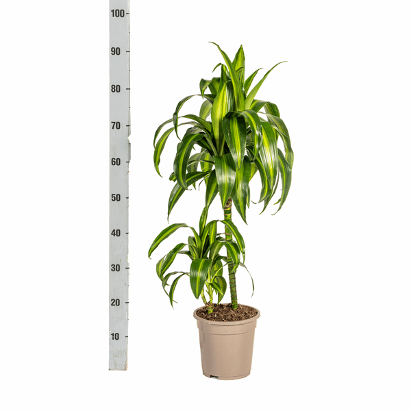 Dracaena Deremensis Hawaiian Sunshine – Drachenbaum – Ø19cm – ↕70-90cm – Tropische Zimmerpflanze mit zweifarbigen Blättern – Pflegeleicht & luftreinigend 