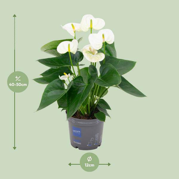 Flamingoblume – Anthurium Weiß – Zimmerpflanze Ø12cm – Höhe ca. 43cm – Elegante tropische Blühpflanze mit herzförmigen Blättern – Luftreinigende Zimmerdekoration für Wohnzimmer & Büro 