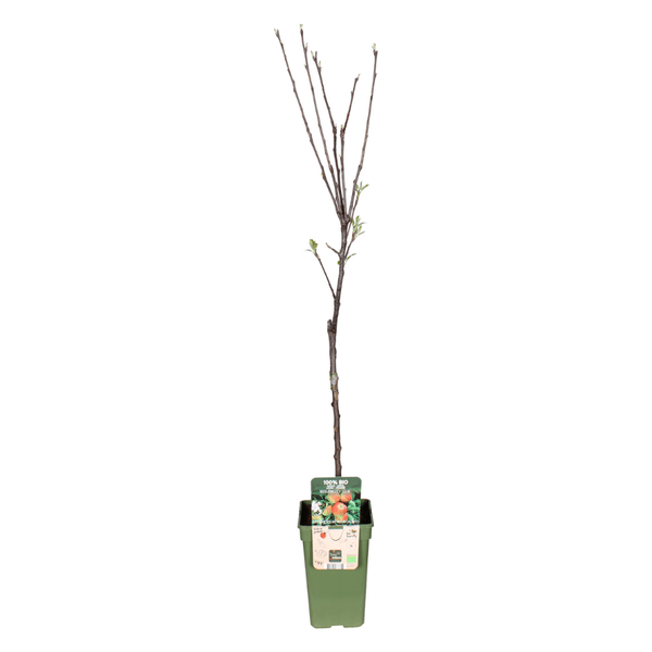 Apfelbaum Elstar – Herbstapfel – Malus Domestica – Ø19cm – 60cm hoch – Obstbaum für Garten & Balkon – Fruchttragend & robust 