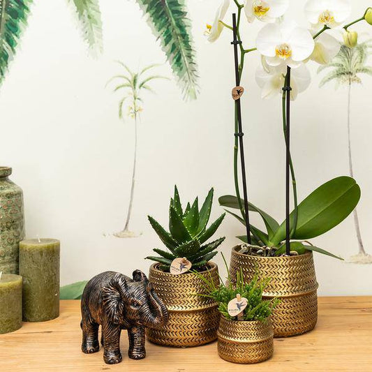 Pflanzenset Groove gold – Weiße Phalaenopsis Amabilis Ø9cm & Aloe Brevifolia Ø6cm – goldene Keramik-Ziertöpfe – Elegantes Orchideen- und Sukkulenten-Set – Geschenkidee & Deko 