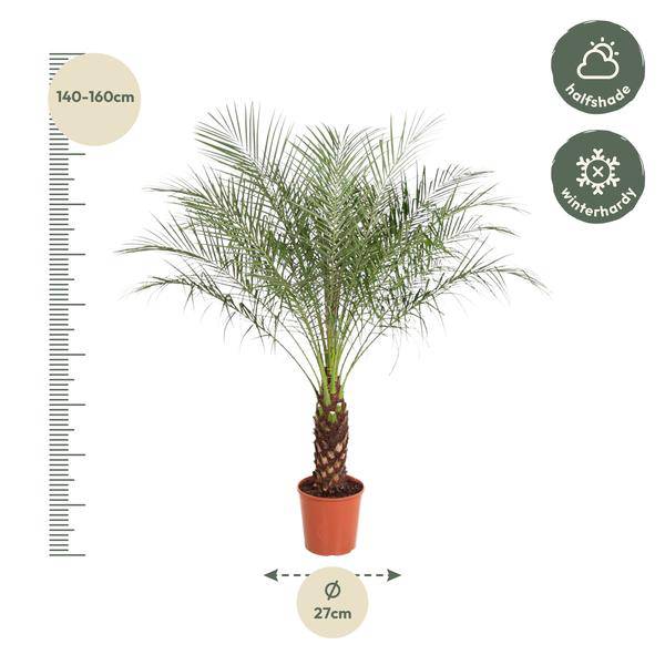 Zwerg-Dattelpalme – Phoenix Roebelenii – Zimmerpflanze – 170 cm hoch – Ø30 cm – Exotische Palme für Wohnzimmer & Büro – Pflegeleicht & dekorativ 