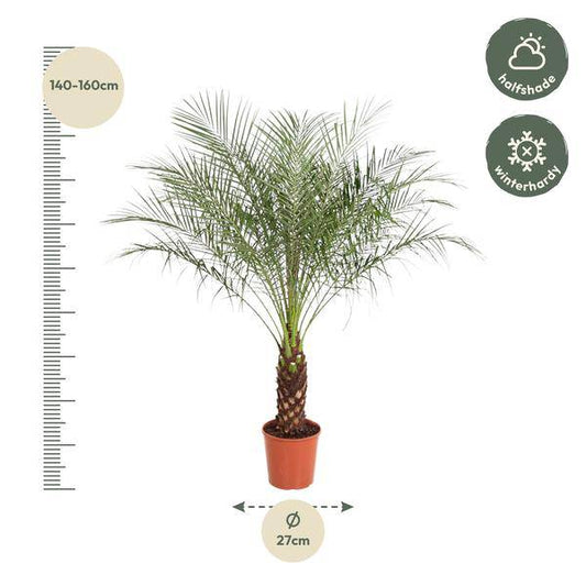 Zwerg-Dattelpalme – Phoenix Roebelenii – Zimmerpflanze – 170 cm hoch – Ø30 cm – Exotische Palme für Wohnzimmer & Büro – Pflegeleicht & dekorativ 
