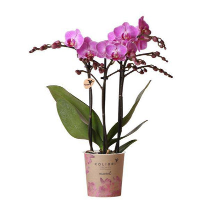 Phalaenopsis-Orchidee Mineral Vienna – Rosa – Ø9cm – Blühende Zimmerpflanze – 2-3 Zweige – Natürliche Farbpracht 