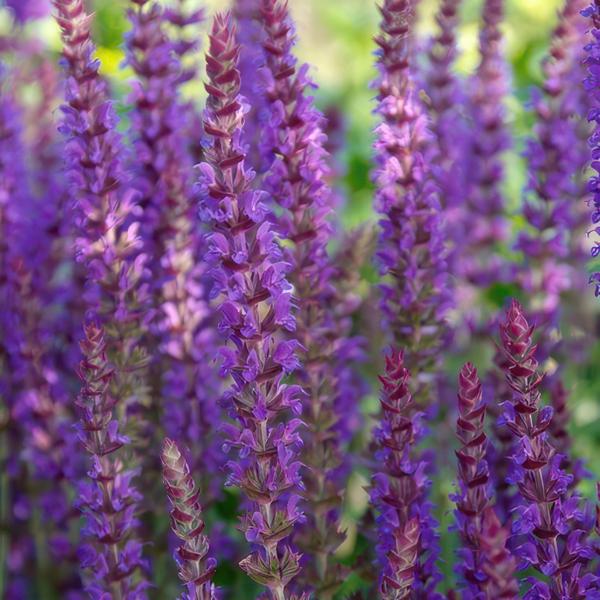 Blüten-Salbei – Salvia nemorosa 'Ostfriesland' – ↕10-25cm – Ø9cm – 6 Pflanzen – Lila Blüten – Pflegeleichte Staude – Sonniger Standort 