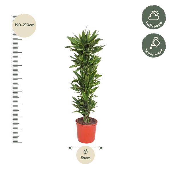Drachenbaum - Dracaena Golden Coast - Zimmerpflanze - 200cm - ø34cm 
