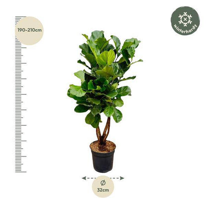 Geigen-Feige – Ficus Lyrata – Zimmerpflanze 200cm – Ø32cm – XXL-Pflanze mit großen geigenförmigen Blättern – Exotische Kübelpflanze für Wohnzimmer & Büro – Pflegeleicht 