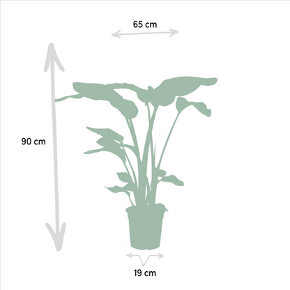 Pflanzenset - Monstera Deliciosa - Ø21cm - ↕75cm + Alocasia Zebrina - Ø19cm - ↕75cm + Strelitzia Nicolai - Ø19cm - ↕85cm 