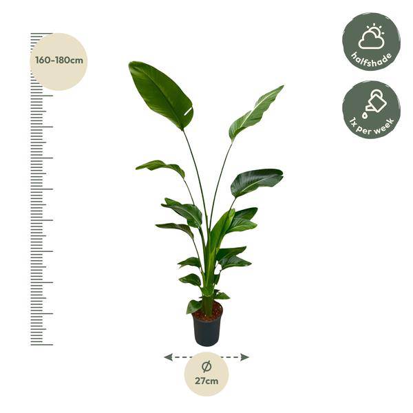 Baum-Strelitzie – Strelitzia Nicolai – Zimmerpflanze 175cm – Ø24cm – Weißer Paradiesvogel mit großen grünen Blättern – Exotische tropische Kübelpflanze für Innen & geschützte Außenbereiche 