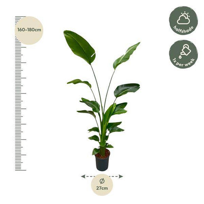 Baum-Strelitzie – Strelitzia Nicolai – Zimmerpflanze 175cm – Ø24cm – Weißer Paradiesvogel mit großen grünen Blättern – Exotische tropische Kübelpflanze für Innen & geschützte Außenbereiche 