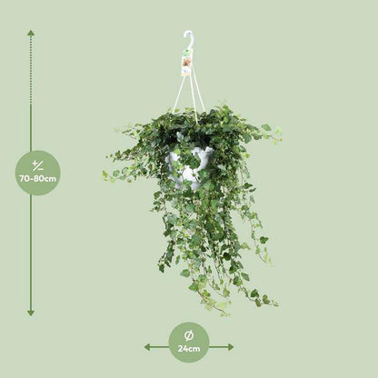 Efeu – Hedera helix Wonder Green – Zimmerpflanze – Ø24 cm Topf – ca. 70–80 cm hoch – Pflegeleicht – Luftreinigend – Halbschatten 