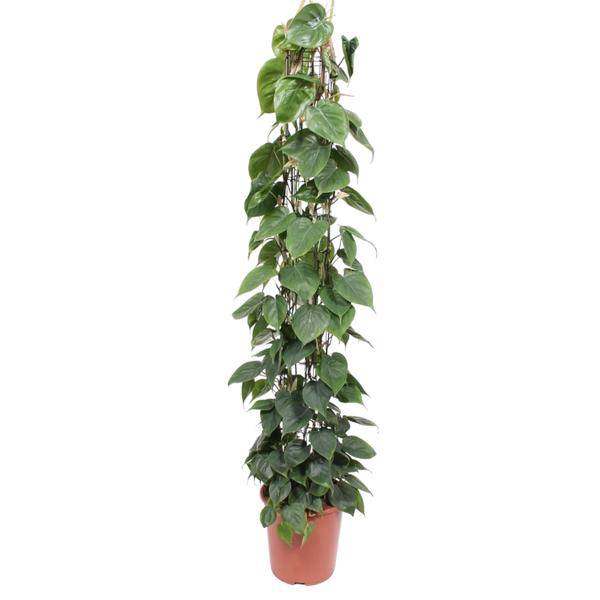 Baumfreund – Philodendron Scandens – Zimmerpflanze – 160cm – Ø27cm – pflegeleichte Kletterpflanze mit herzförmigen Blättern für Wohnung, Büro und Wintergarten 