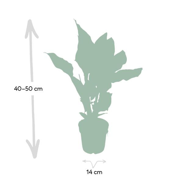 Korbmarante Calathea Ornata – Zimmerpflanze Ø14cm – ca. 50cm hoch – Exotische Blattzeichnung – Pflegeleichte Zimmerpflanze für Zuhause & Büro 