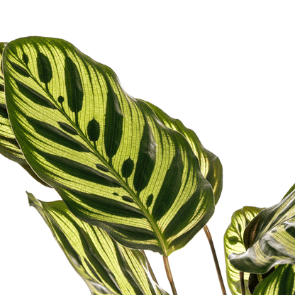 Calathea Makoyana Pfauen-Korbmaranthe – Zimmerpflanze Ø17cm – ca. 40-50cm hoch – Dekorative Blätter mit roter Unterseite 