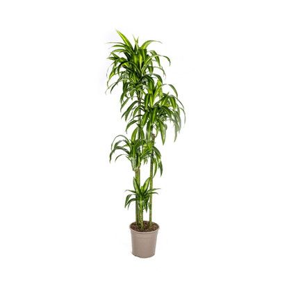 Drachenbaum Dracaena Deremensis Hawaiian Sunshine – Zimmerpflanze – Ø27 cm Topf – Höhe 180 cm – Tropischer Look & pflegeleicht 