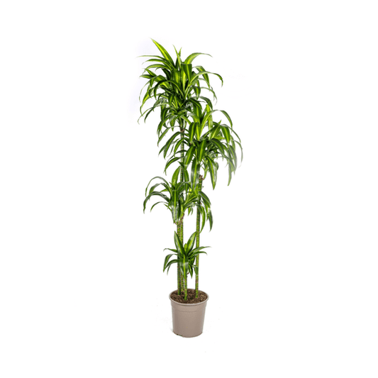 Drachenbaum Dracaena Deremensis Hawaiian Sunshine – Zimmerpflanze – Ø27 cm Topf – Höhe 180 cm – Tropischer Look & pflegeleicht 