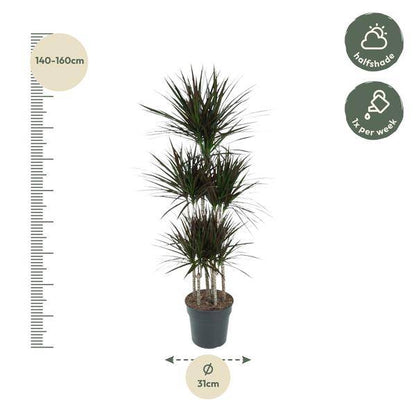 Drachenbaum – Dracaena Magenta Karussell 150cm – Ø31cm – Zimmerpflanze mit grünen Blättern & magentafarbenem Rand – Tropische pflegeleichte Dekopflanze für Wohnzimmer, Büro & Wintergarten 