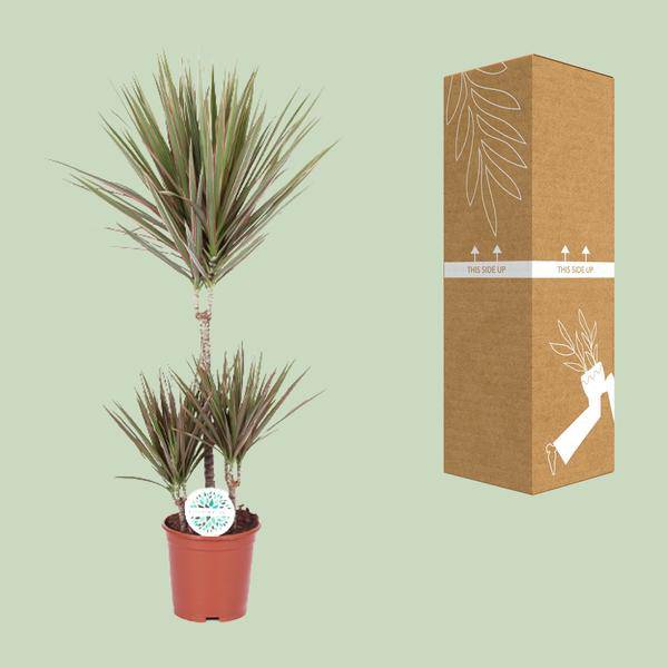 Drachenbaum - Dracaena Bicolor - Zimmerpflanze - Ø21cm - ↕95cm 
