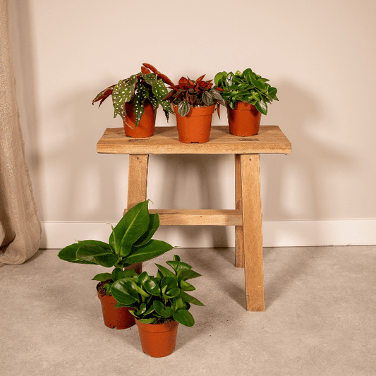 Überraschungsbox Zimmerpflanzen – 5 grüne Pflanzen Ø12cm , ca. 25cm hoch – Vielfältige Blatt- und Blütenpracht – Ideal für Zuhause & Büro 