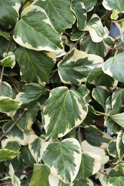 Hedera colchica Dentata Variegata – Efeu – 2 Pflanzen – Immergrüne Kletterpflanze – Ø15cm – Höhe ca. 65cm
