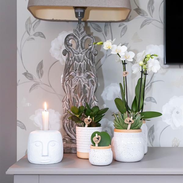 Überraschungsbox mit 4 verschiedenen Orchideen 