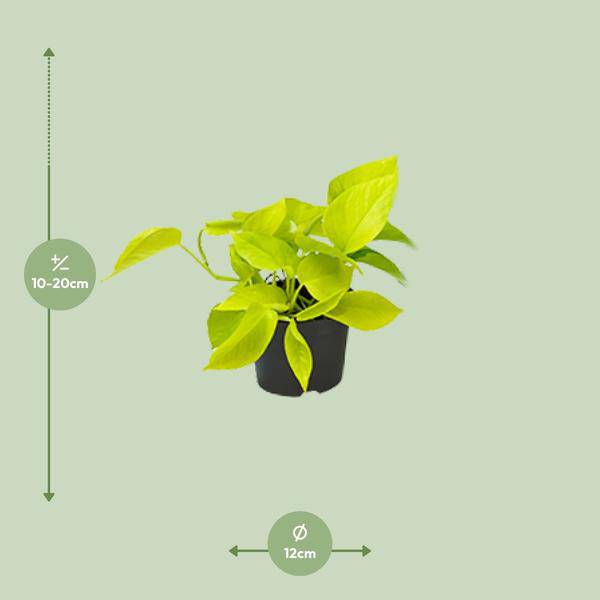 Efeutute Epipremnum Golden Pothos – Ø12cm x H15cm – Herzförmige Blätter mit goldgelber Zeichnung – Pflegeleichte Zimmerpflanze – Für Halbschatten 