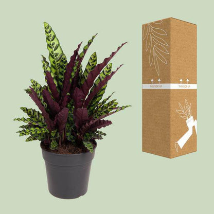 Korbmarante Calathea Lancifolia – Zimmerpflanze – Ø27cm – ↕70cm – Tropische Zimmerpflanze mit exotischem, schlangenähnlichem Blattmuster – Für Halbschatten & indirektes Licht 