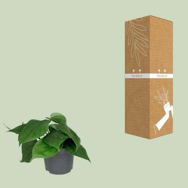 Philodendron Scandens – Baumfreund – Zimmerpflanze – Ø12cm Topf – ↕15–20cm Höhe – Pflegeleicht – Luftreinigend – Halbschatten – Grünpflanze für Zuhause & Büro 