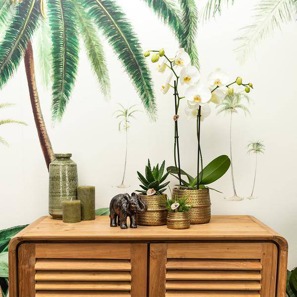 Blumentopf Rille – Gold – Ø6cm – Kleiner Keramik-Ziertopf mit Rillenstruktur – Mattes Finish – Mini-Übertopf für Orchideen & Sukkulenten 